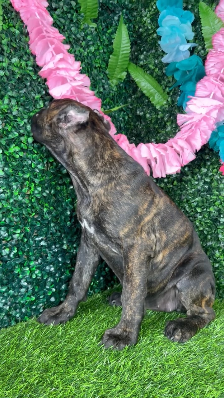Female Cane Corso puppy named Patty Melt for sale at Puppy Dreams - Denton. video thumbnail