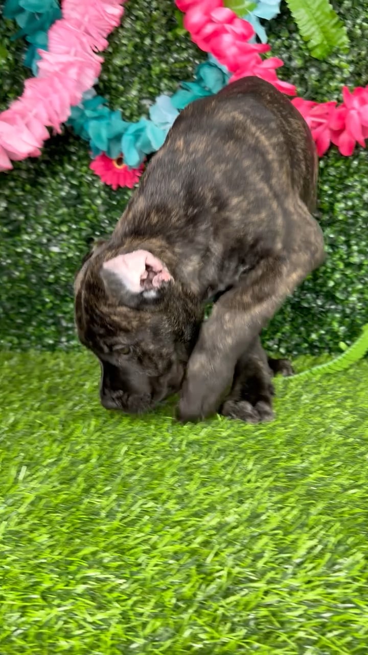 Male Cane Corso puppy named Whopper for sale at Puppy Dreams - Denton. video thumbnail