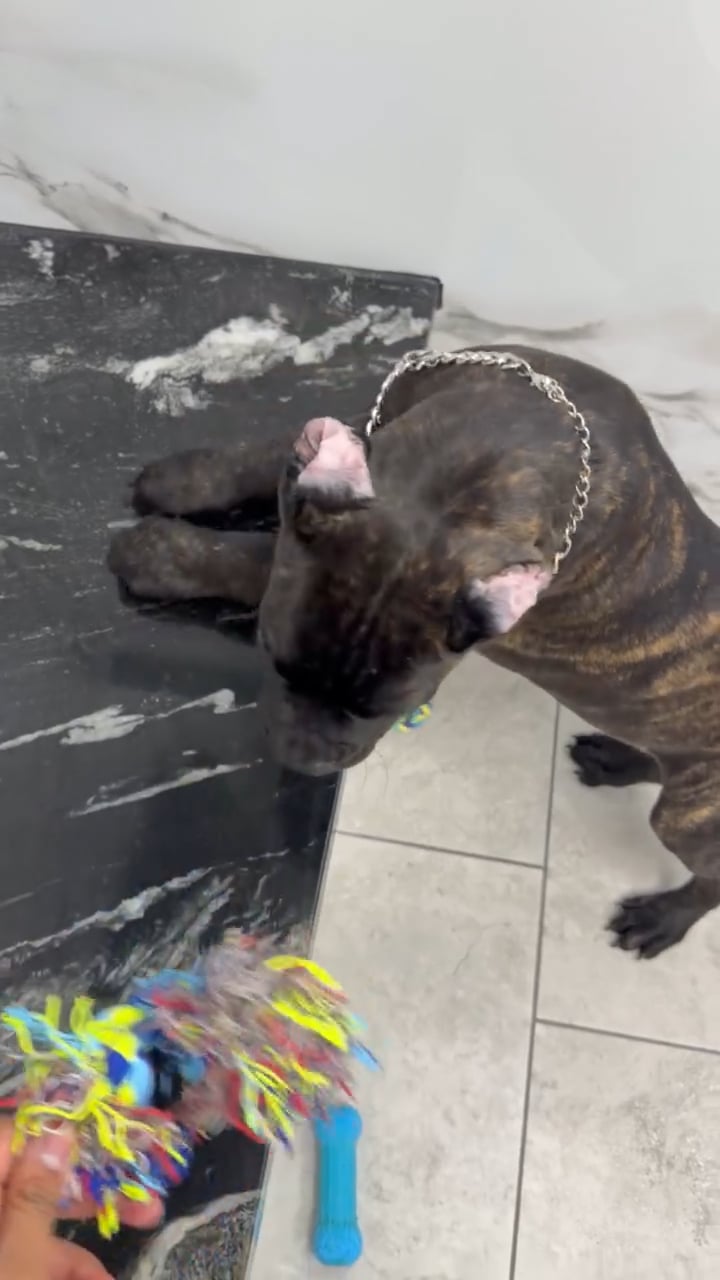 Male Cane Corso puppy named Shadow for sale at Puppy Dreams - Garland. video thumbnail