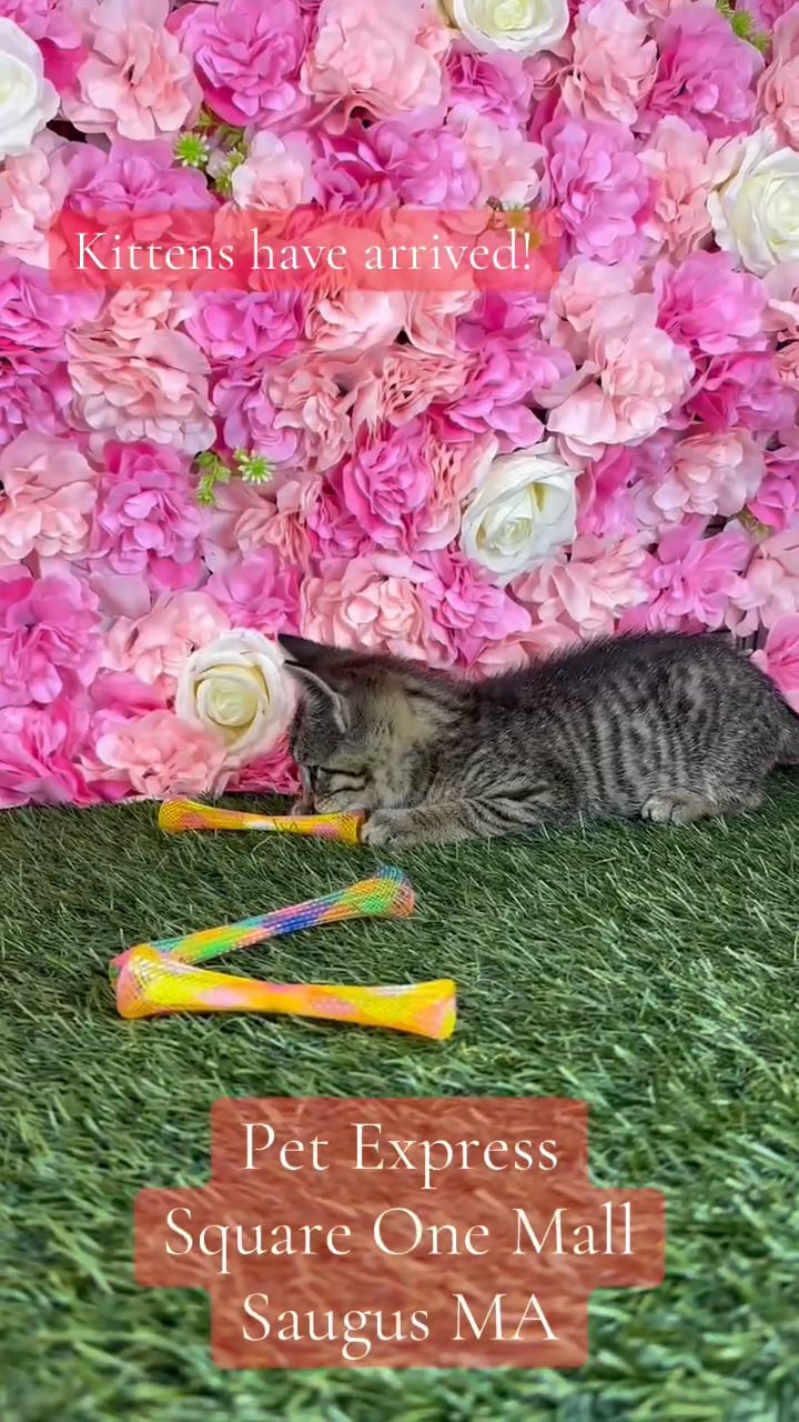 Male Domestic Short Hair kitten named Heathcliff for sale at Pet Express Saugus. video thumbnail