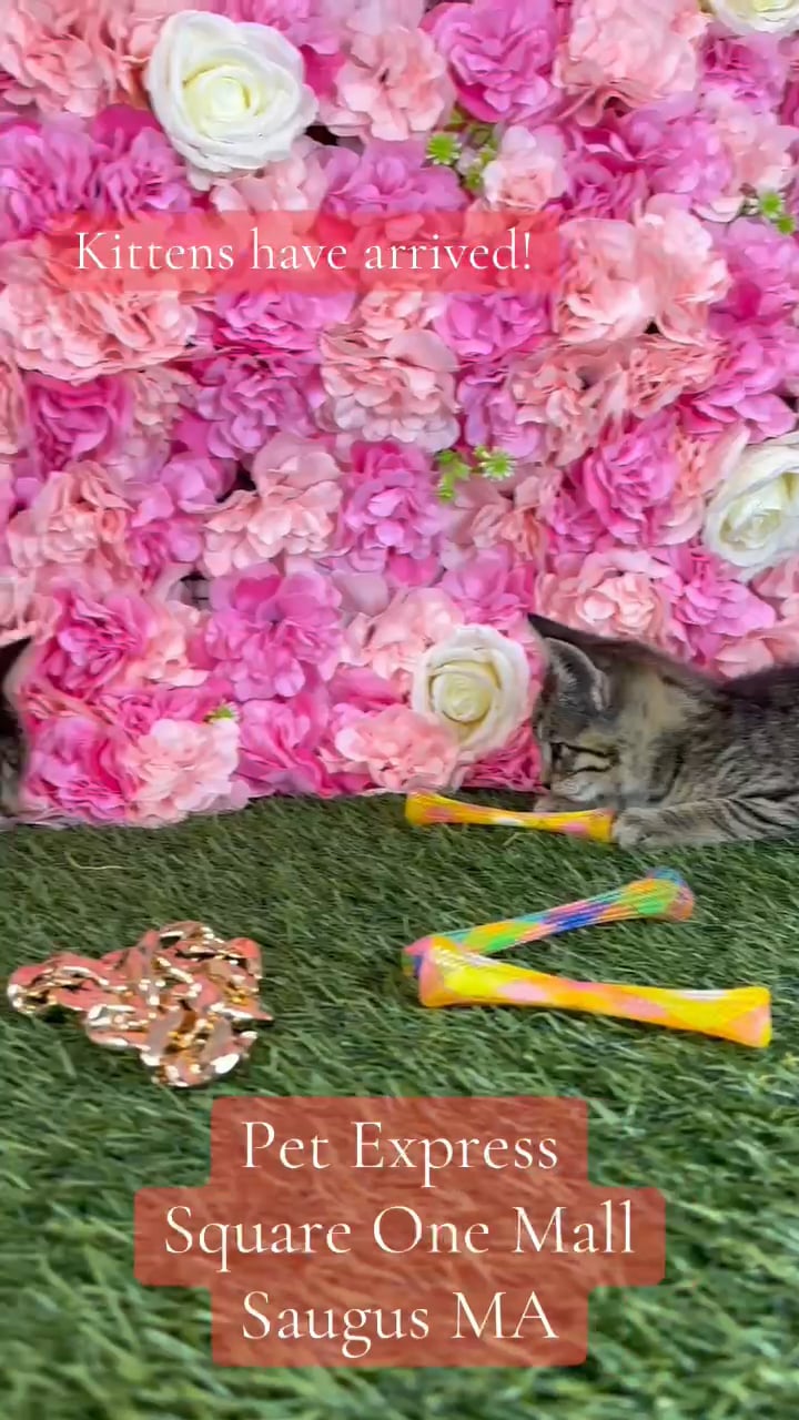 Male Domestic Short Hair kitten named Felix for sale at Pet Express Saugus. video thumbnail