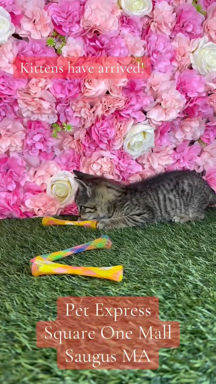 Female Domestic Short Hair kitten named Fluffy for sale at Pet Express Saugus. video thumbnail