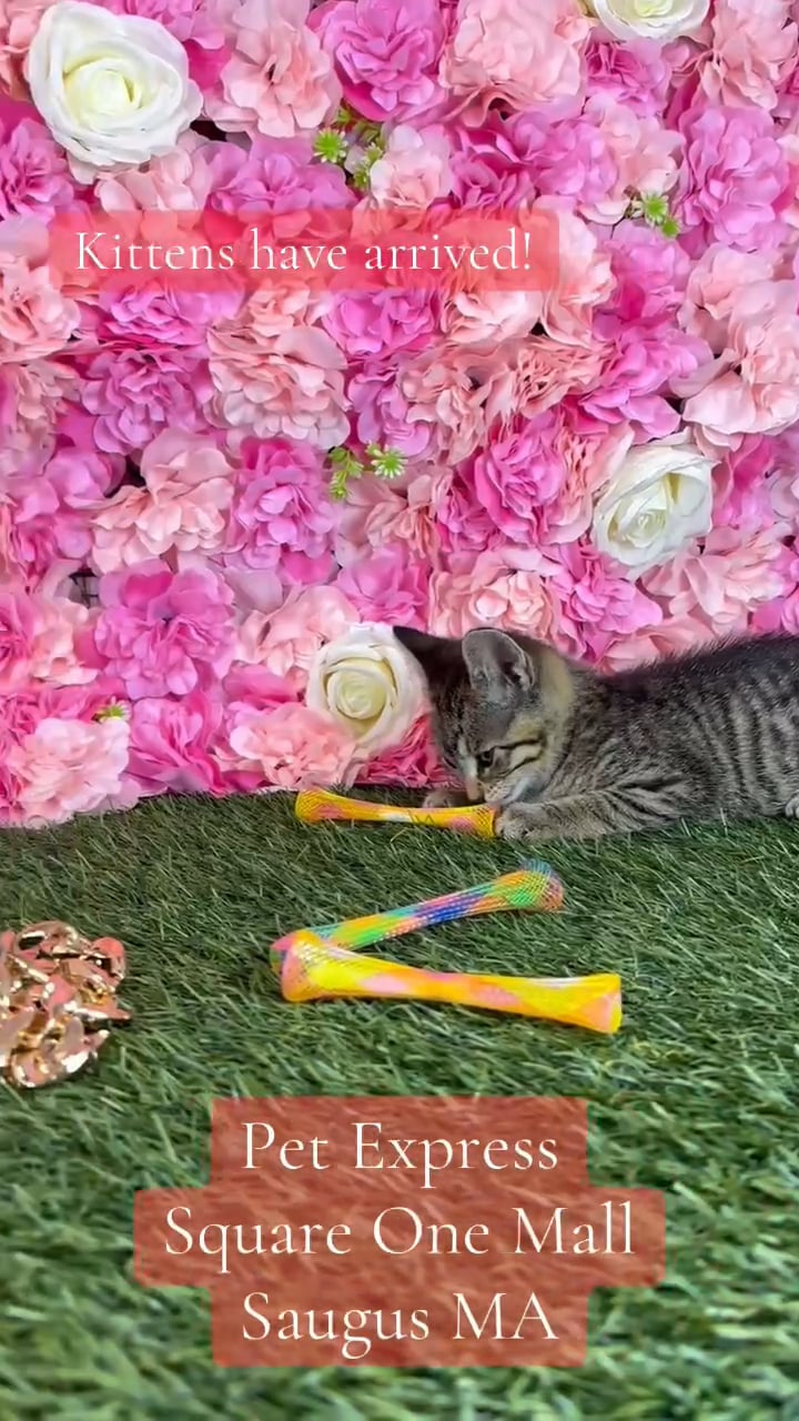 Female Domestic Short Hair kitten named Hissy for sale at Pet Express Saugus. video thumbnail