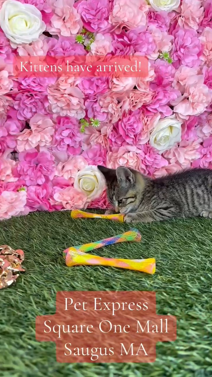 Female Domestic Short Hair kitten named Chloe for sale at Pet Express Saugus. video thumbnail