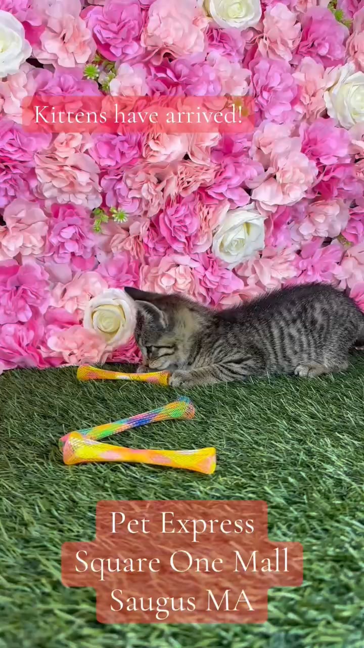 Female Domestic Short Hair kitten named Dinah for sale at Pet Express Saugus. video thumbnail