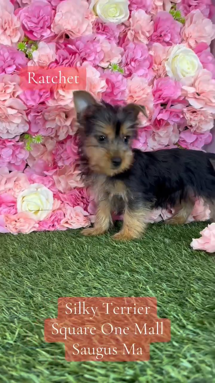 Male Silky Terrier puppy named Ratchet for sale at Pet Express Saugus. video thumbnail