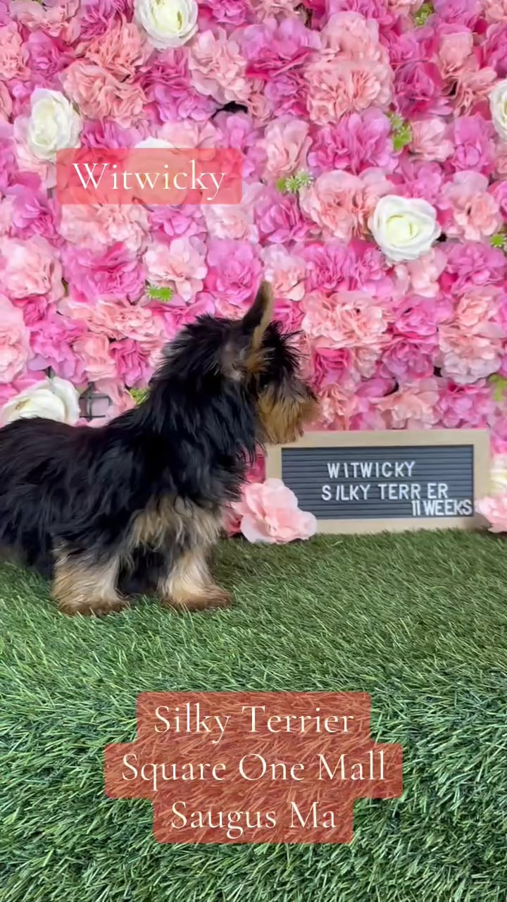 Male Silky Terrier puppy named Witwicky for sale at Pet Express Saugus. video thumbnail