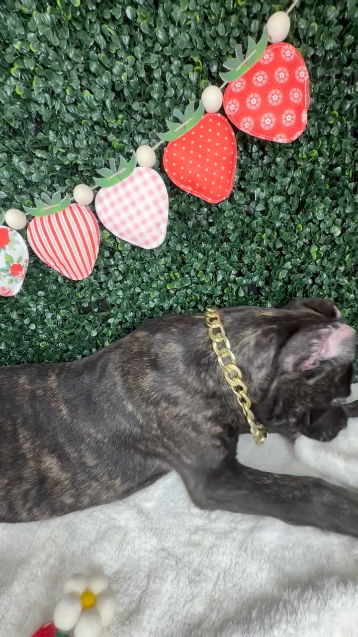 Male Cane Corso puppy named Diesel for sale at Puppy Dreams - Garland. video thumbnail