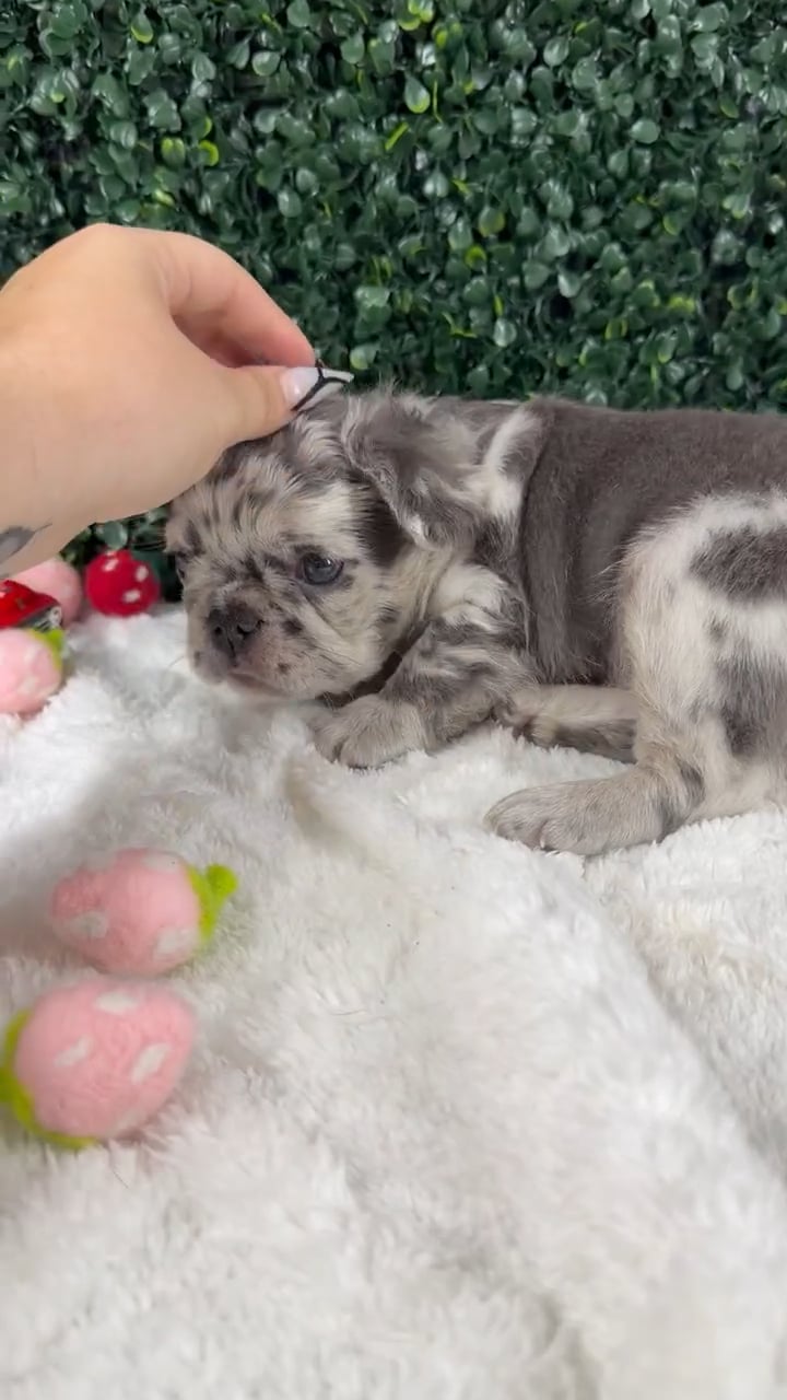 Male Fluffy French Bulldog puppy named Thunder for sale at Puppy Dreams - Garland. video thumbnail
