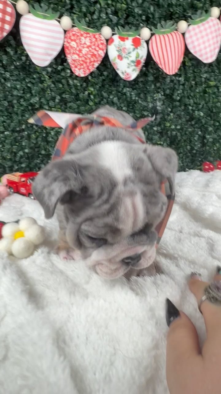 Male English Bulldog puppy named Tank for sale at Puppy Dreams - Garland. video thumbnail