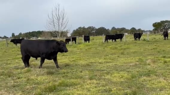 Lot 43 · TULLAMBI PARK VINNIE V3 (Tullambi Park Angus)