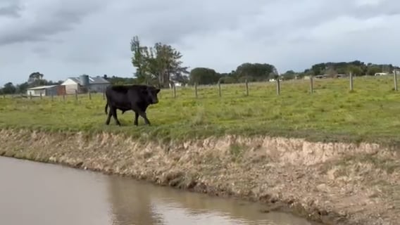 Lot 44 · TULLAMBI PARK VIX (Tullambi Park Angus)