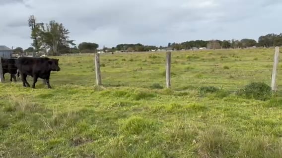 Lot 46 · TULLAMBI PARK VALLA (Tullambi Park Angus)