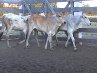 Lote 07P