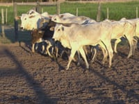 Lote 06P
