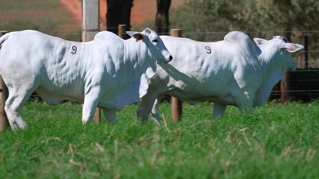 Lote 09