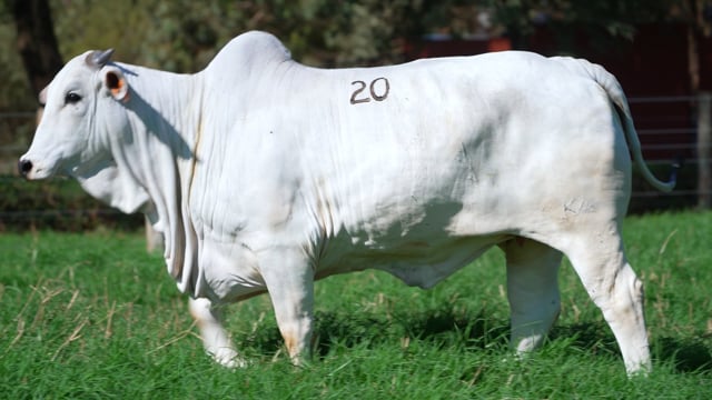 Lote 20