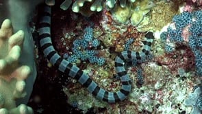 2568_Sea snake close up on coral reef