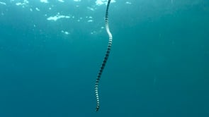 1431_Yellow-lipped sea snake ascending and descending wide view
