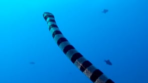 0902_Yellow-lipped sea snake close up ascending
