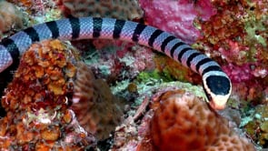0791_Yellow-lipped sea snake super close up