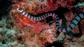 0790_Yellow-lipped sea snake searching for food