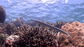 0789_Yellow-lipped sea snake ascending and descending on coral reef