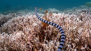 0885_Yellow-lipped sea snake close up swimming over coral reef