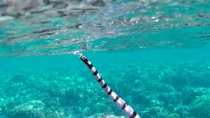 0401_Yellow-lipped sea snake surfacing super close up