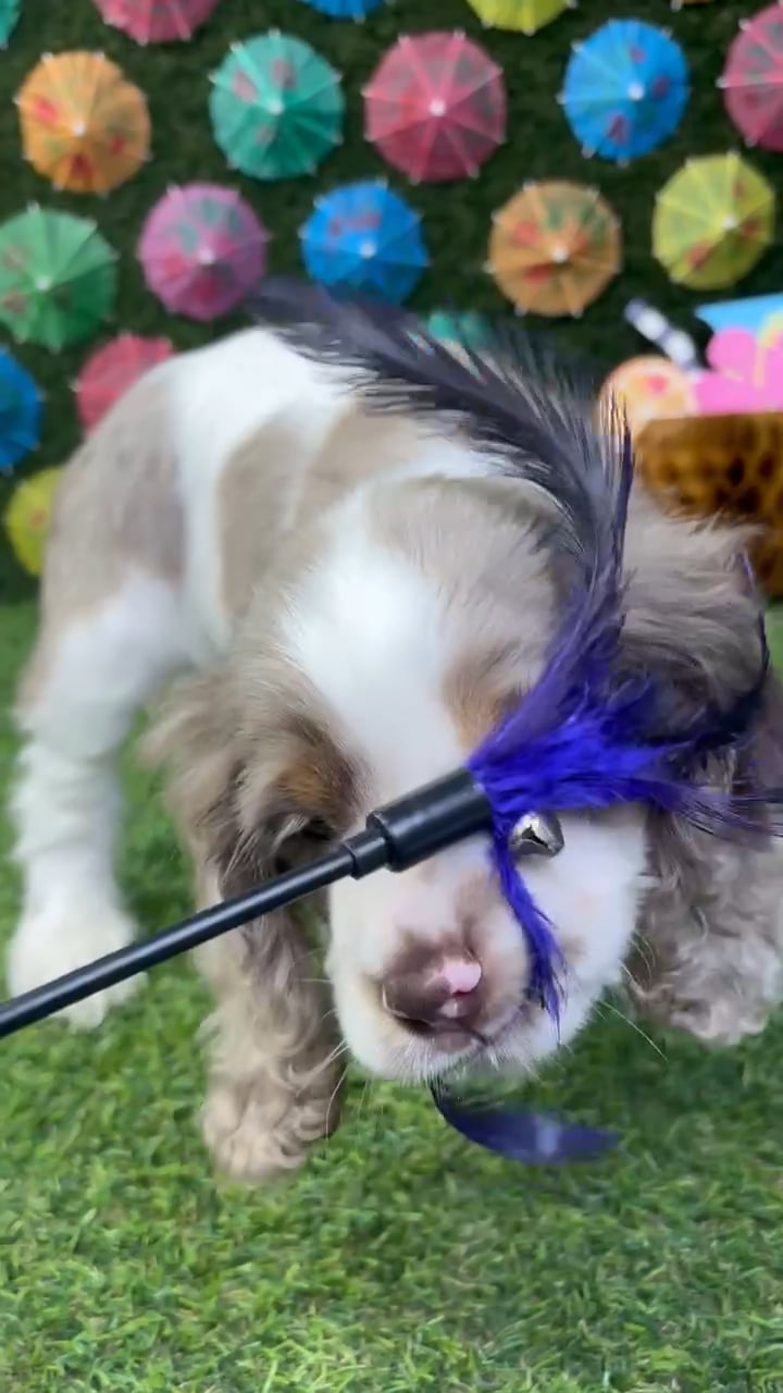 Male Cocker Spaniel puppy named Ollie for sale at Puppy Dreams - Carrollton. video thumbnail