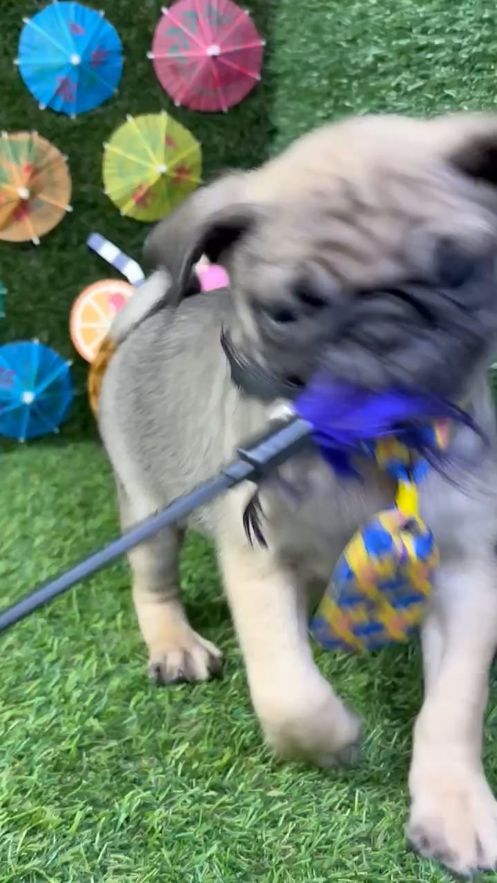 Male Pug puppy named Gizmo for sale at Puppy Dreams - Carrollton. video thumbnail
