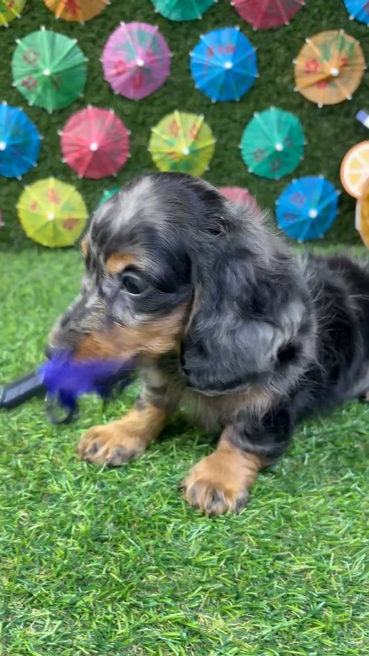Male Dachshund puppy named Peanut for sale at Puppy Dreams - Carrollton. video thumbnail