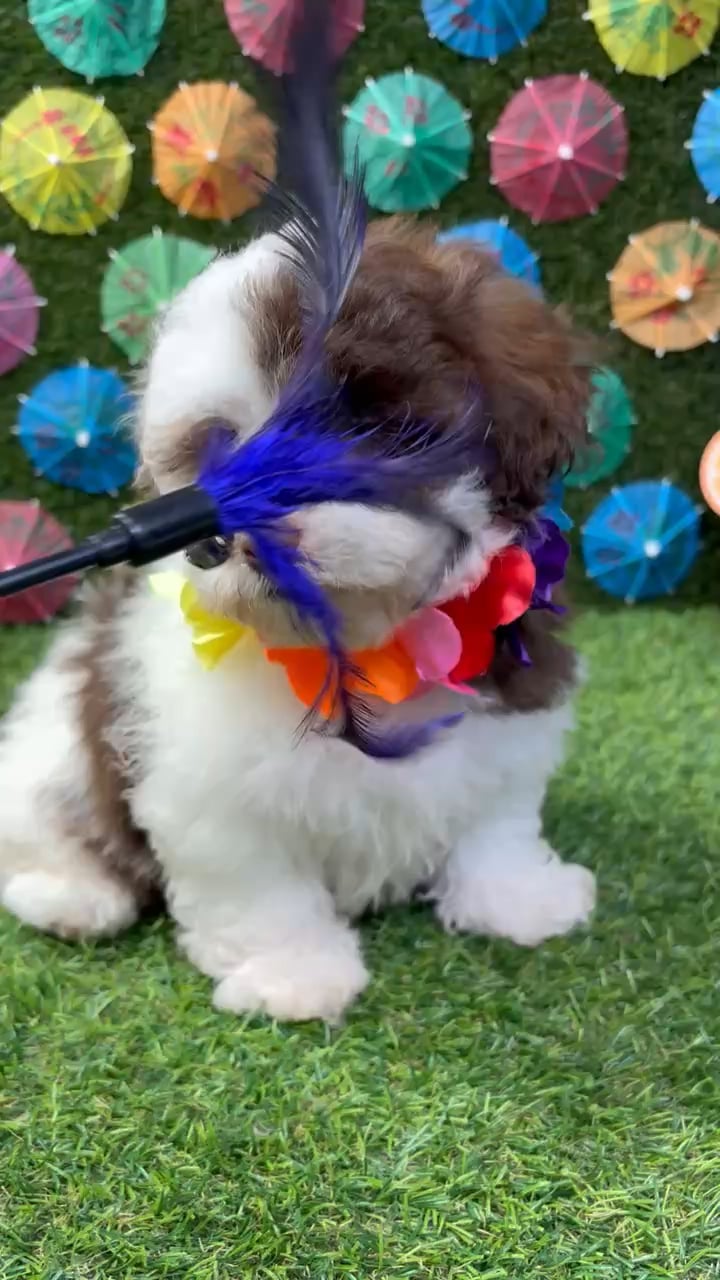 Female Shipoo puppy named Summer for sale at Puppy Dreams - Carrollton. video thumbnail