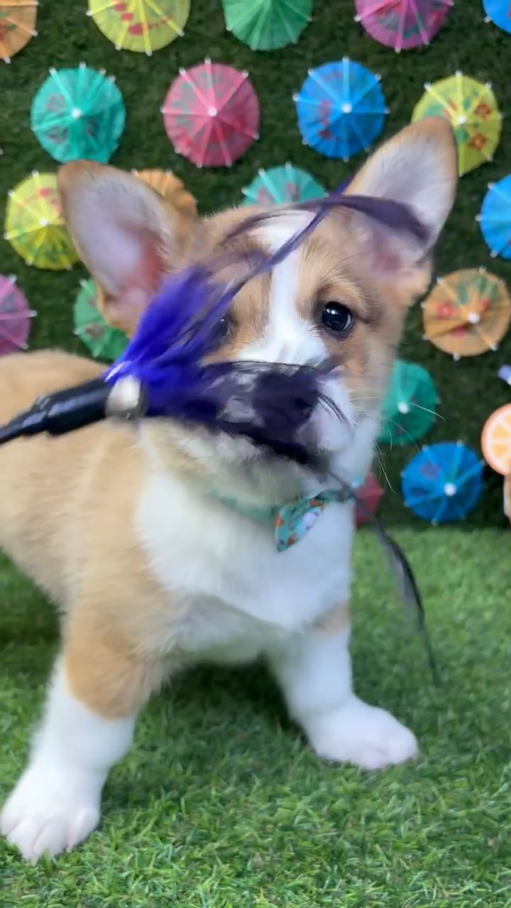 Male Pembroke Welsh Corgi puppy named Winston for sale at Puppy Dreams - Carrollton. video thumbnail