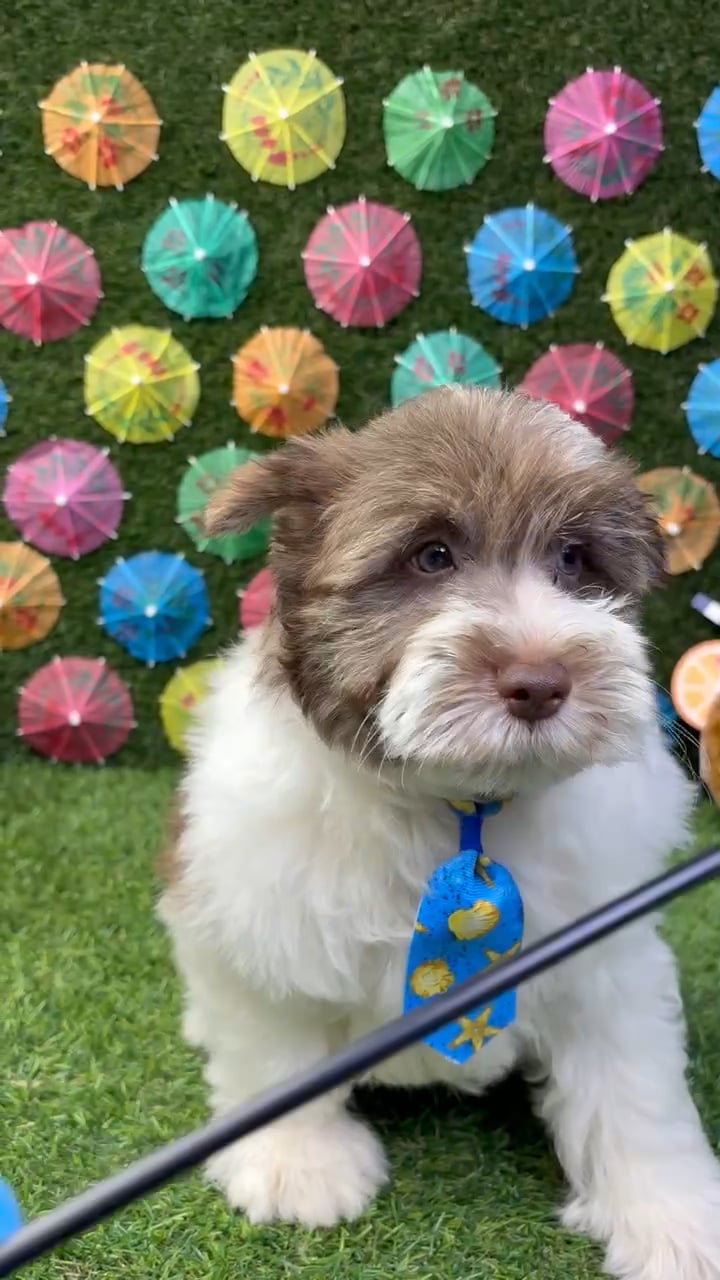 Male Mini Schnauzer puppy named Jack for sale at Puppy Dreams - Carrollton. video thumbnail