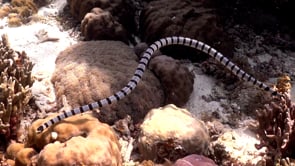 0400_Yellow-lipped sea snake swimming over coral reef with hard corals