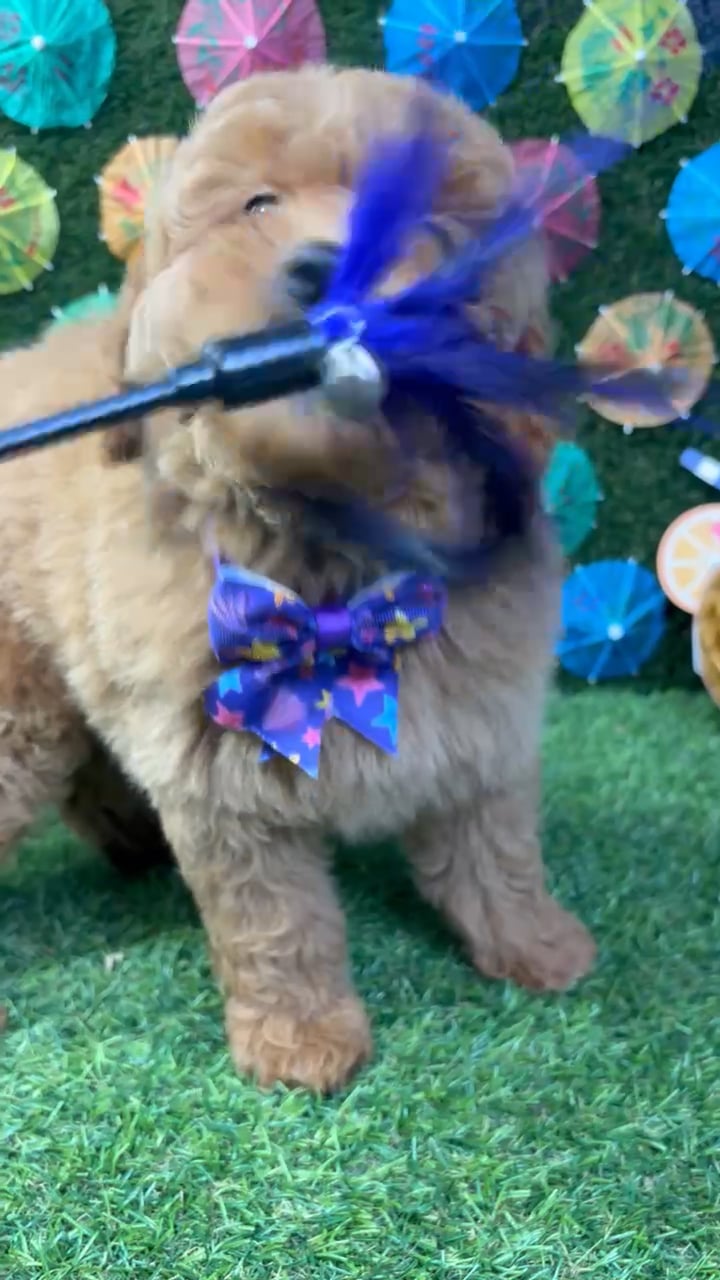 Male Mini Goldendoodle puppy named Teddy for sale at Puppy Dreams - Carrollton. video thumbnail