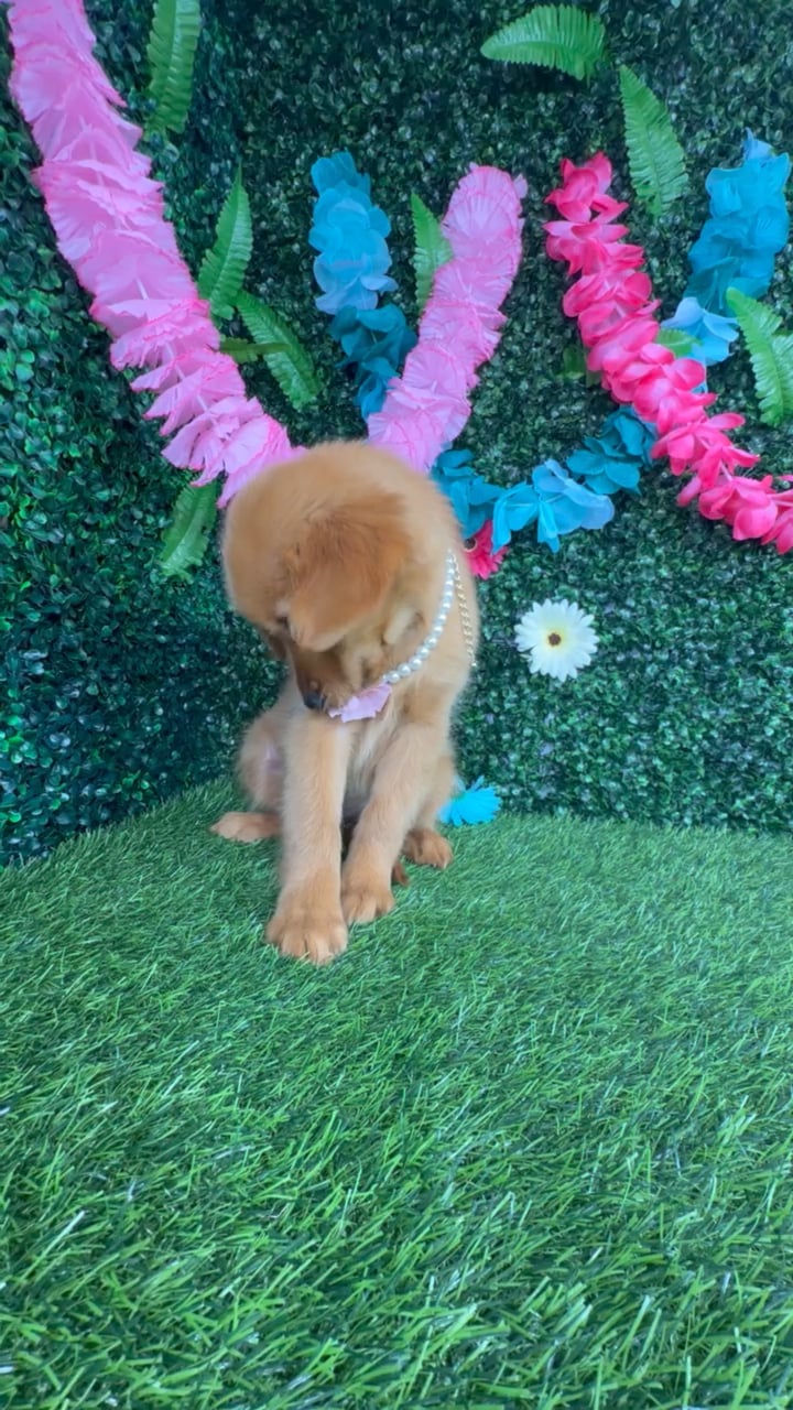 Female Golden Retriever puppy named Spicy Deluxe for sale at Puppy Dreams - Denton. video thumbnail