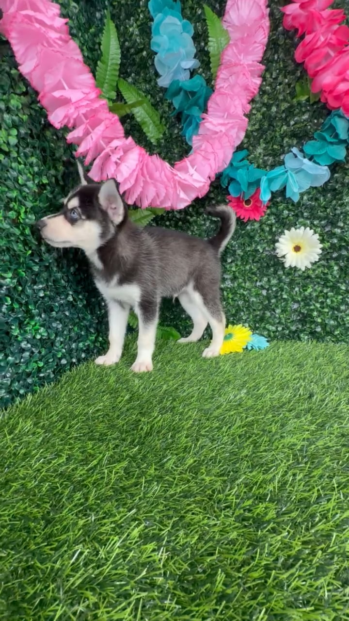 Male Alaskan Klee Kai puppy named Baja Blast for sale at Puppy Dreams - Denton. video thumbnail