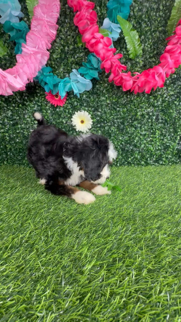 Female Bernedoodle puppy named Mooyah for sale at Puppy Dreams - Denton. video thumbnail