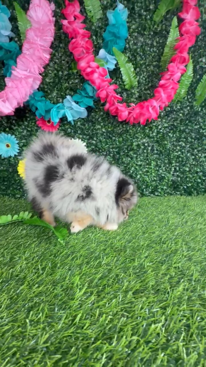 Female Pomsky puppy named Chicken Mini for sale at Puppy Dreams - Denton. video thumbnail