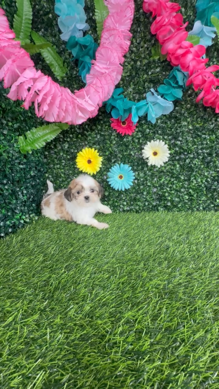 Female Teddy Bear puppy named Mc Rib for sale at Puppy Dreams - Denton. video thumbnail