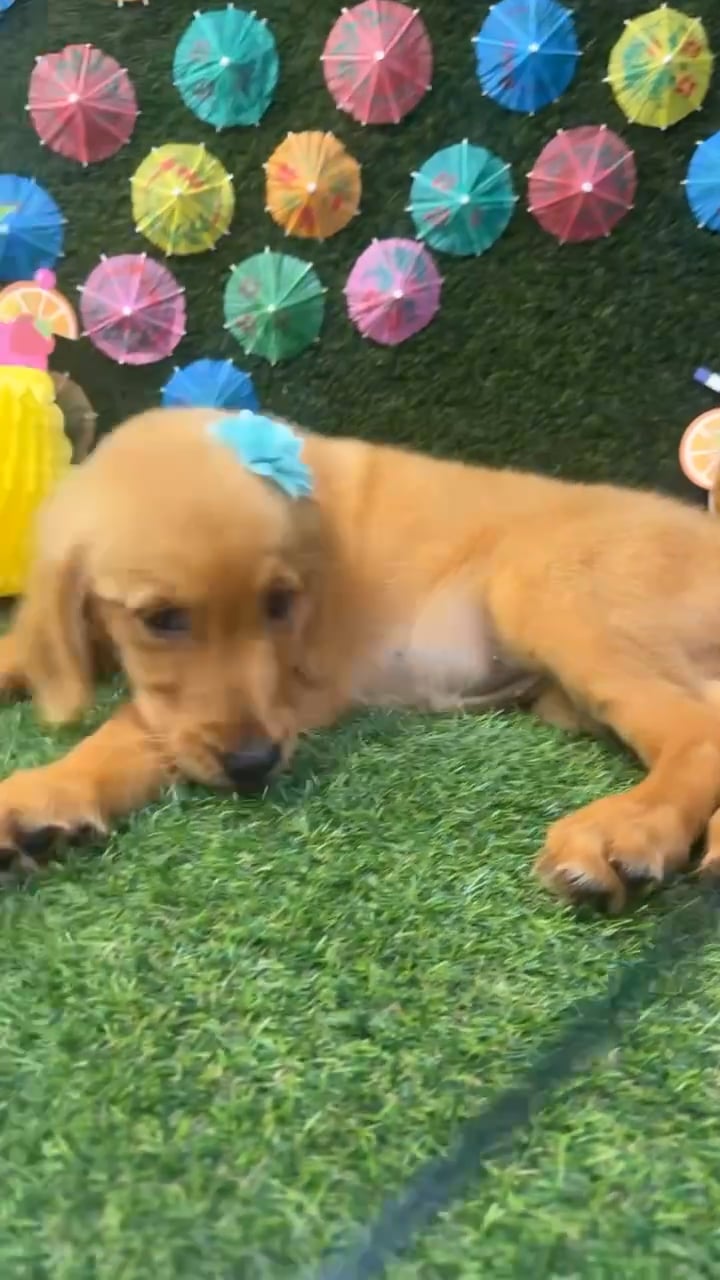 Female Golden Retriever puppy named Sunny for sale at Puppy Dreams - Carrollton. video thumbnail