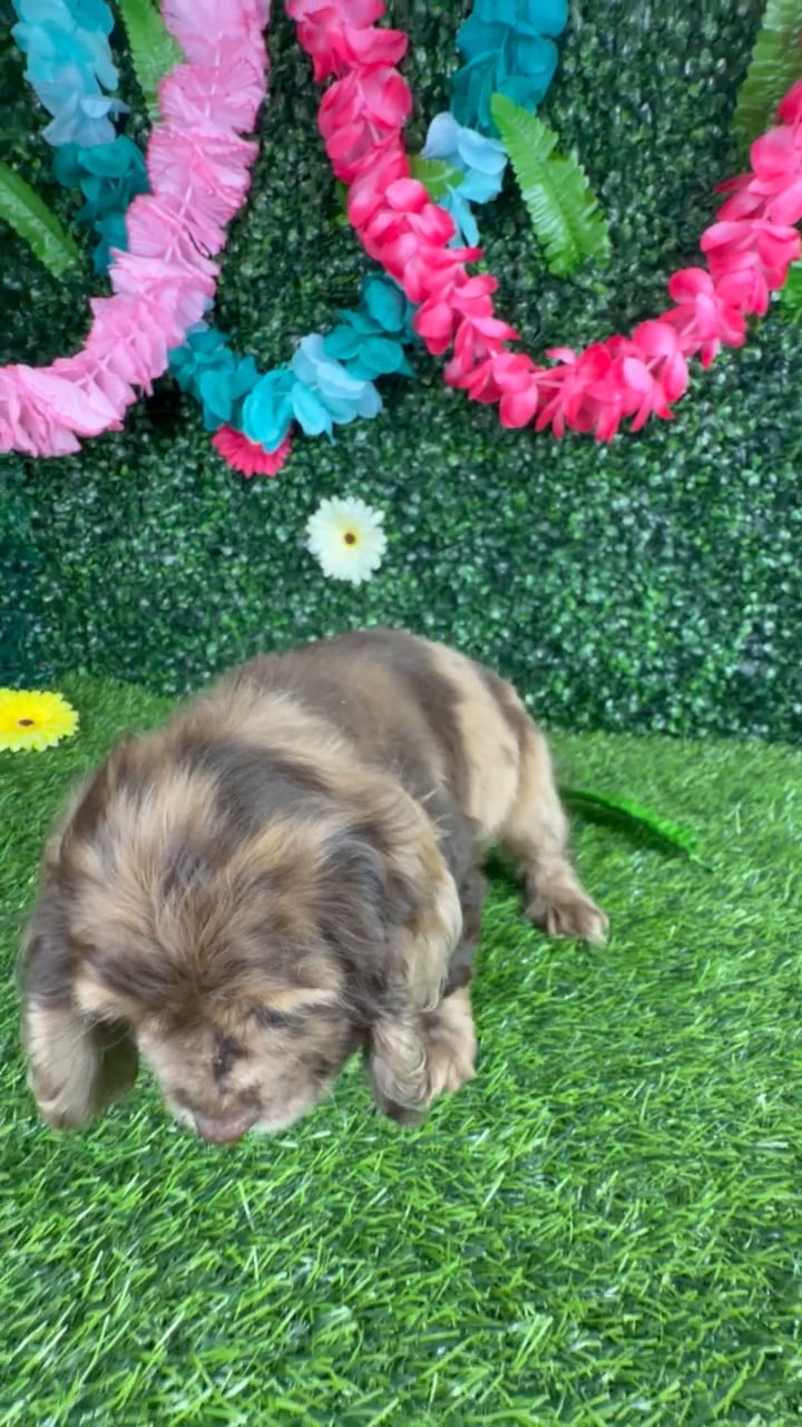Male Cocker Spaniel puppy named Chicken Biscuit for sale at Puppy Dreams - Denton. video thumbnail