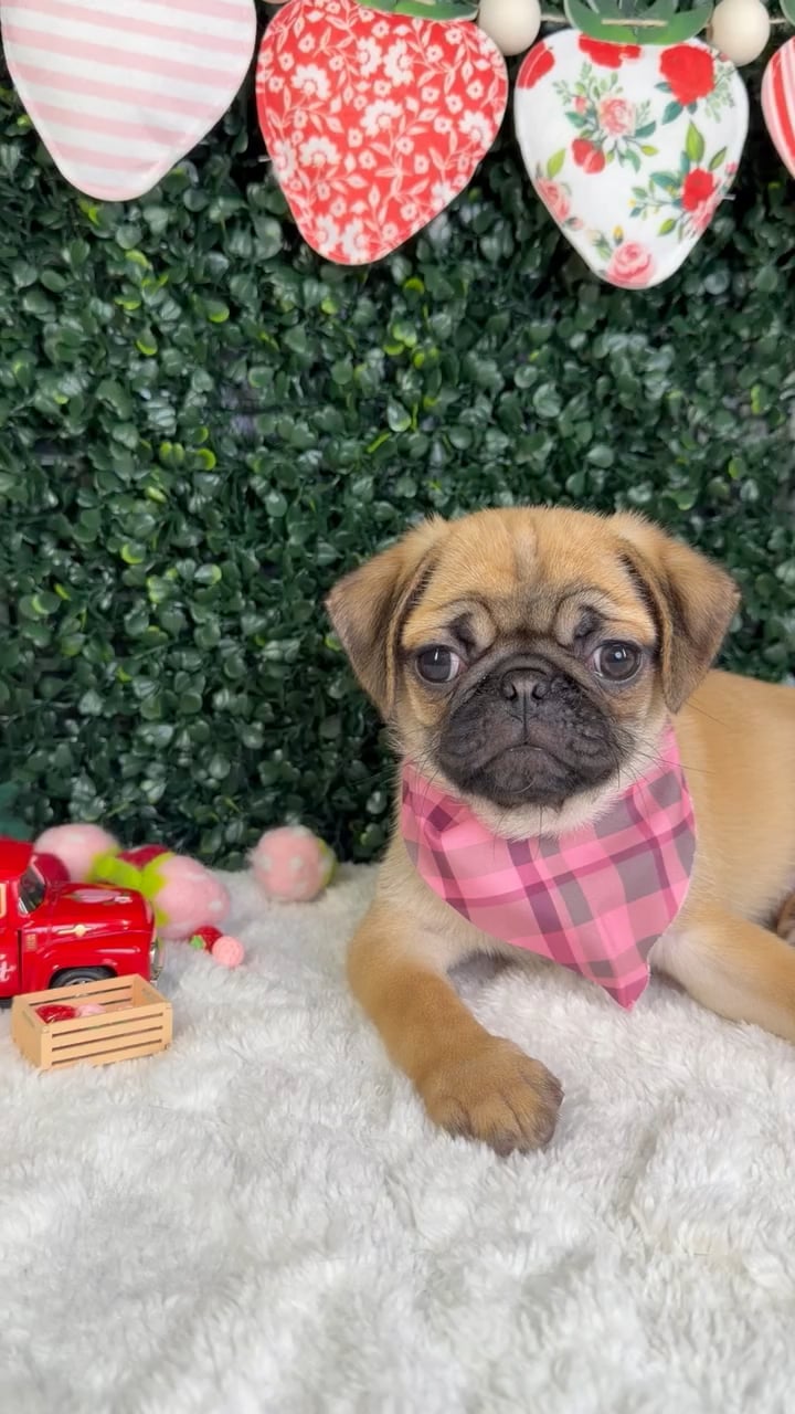 Female Pug puppy named Rosie for sale at Puppy Dreams - Garland. video thumbnail