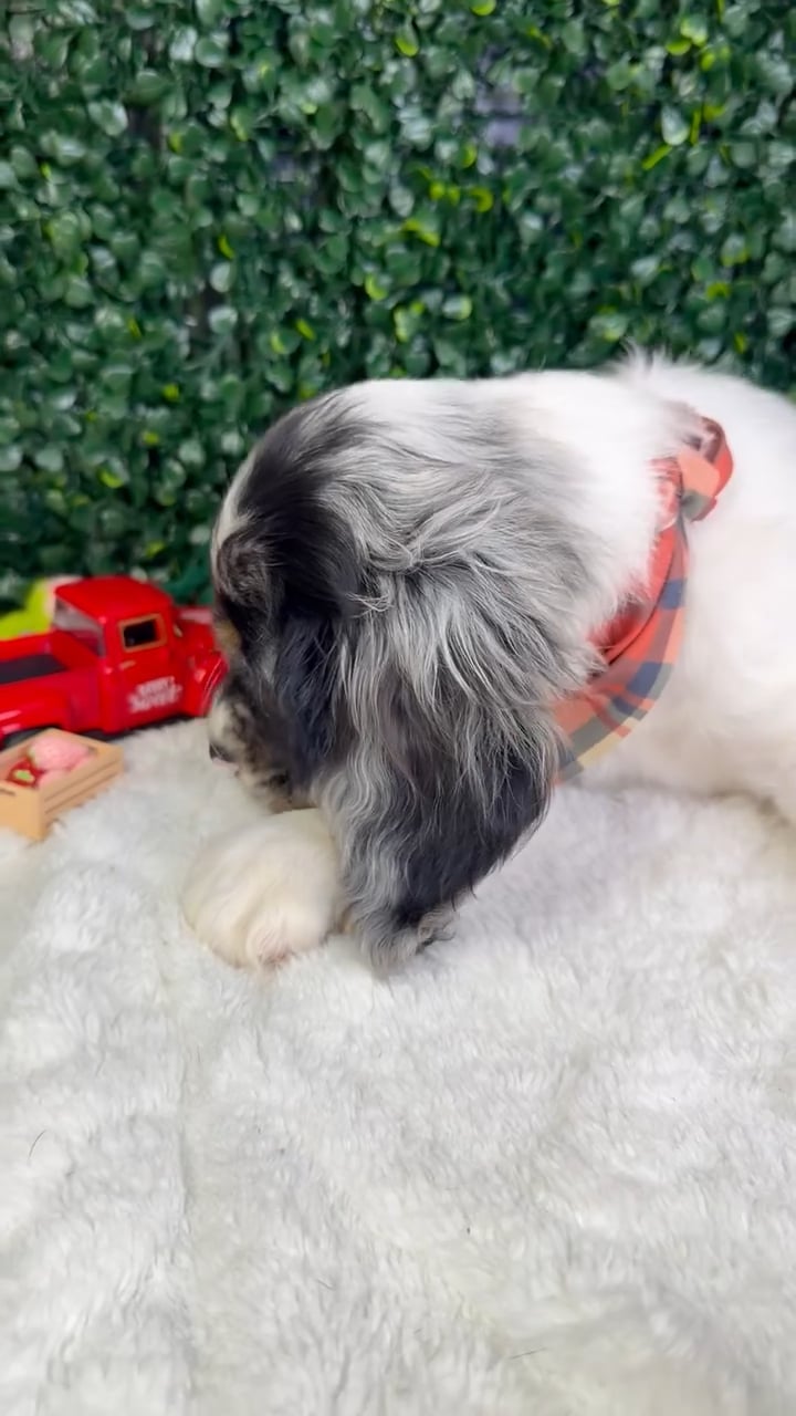 Male Cocker Spaniel puppy named Clover for sale at Puppy Dreams - Garland. video thumbnail