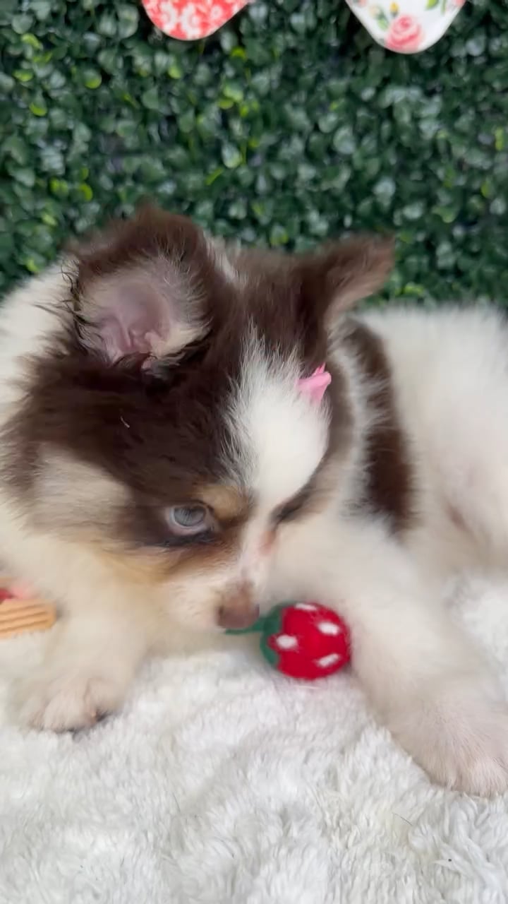 Female Pomsky puppy named Honey for sale at Puppy Dreams - Garland. video thumbnail