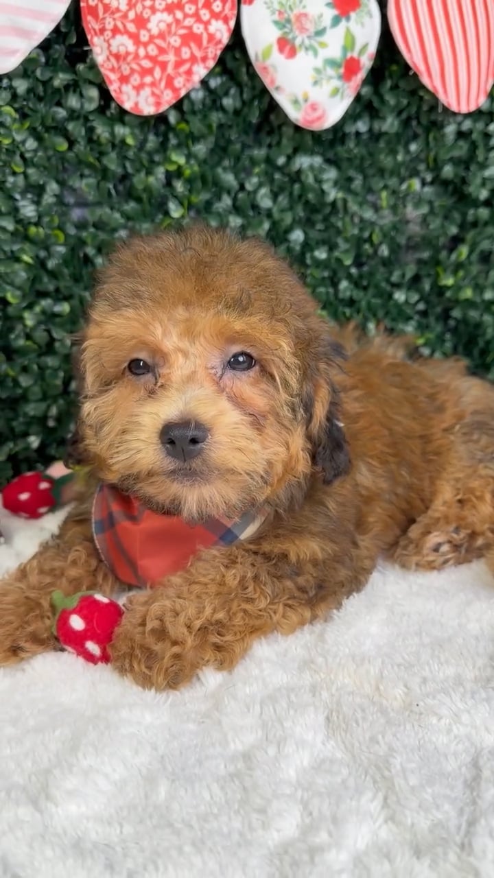 Male Havapoo puppy named Sunny for sale at Puppy Dreams - Garland. video thumbnail