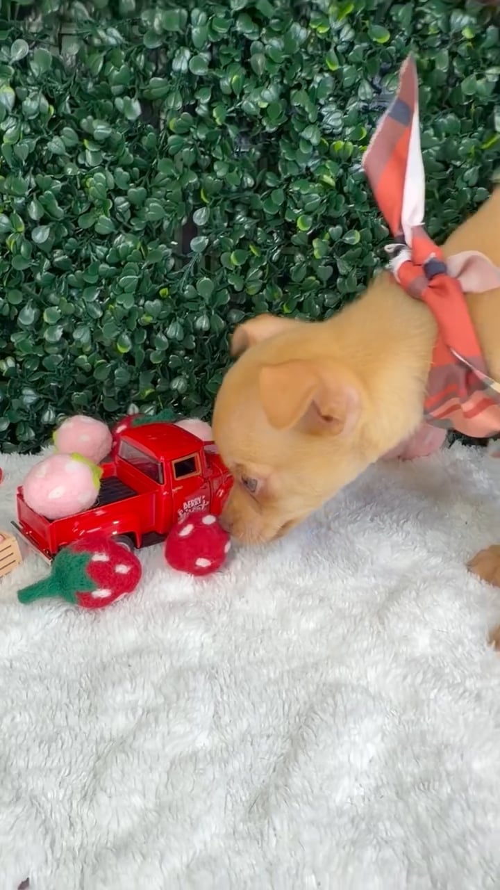 Male Chihuahua puppy named Toby for sale at Puppy Dreams - Garland. video thumbnail