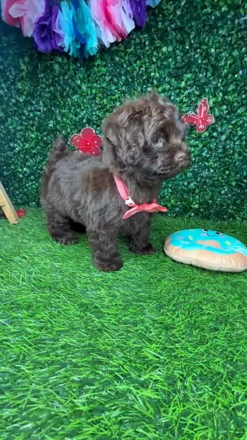 Female Shipoo puppy named *Joan* for sale at Puppy Dreams - Mansfield. video thumbnail